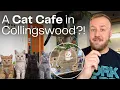 Collingswood NJ Has Its First Cat Cafe