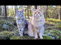 Download Lagu Happy Maine Coon Cats on a Beautiful Day in the Forest!