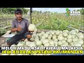 Download Lagu CALON JUTAWAN BARU DARI TRANSMIGRASI KALIMANTAN UTARA; KEMBANGKAN PETANIAN MODERN DI RAWA KALIMANTAN