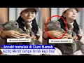 Download Lagu GEMES Lucu BANGET! kucing Ogoan Marahnya Lucu sampai Nangis Mirip Anak Bayi/kompilasi kucing Lucu