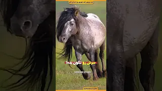 چرا بعضی اسب ها یال خیلی بلندی دارن 