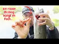 Download Lagu Forellenangeln im Sommer Lachsforellen Ultralight Angeln Gummiköder Artländer Forellenzucht