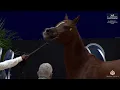 Download Lagu N 94 MYSS SASKIA   El Jadida 2025   International AHS Title   Mares 7+ Years Old Class 5