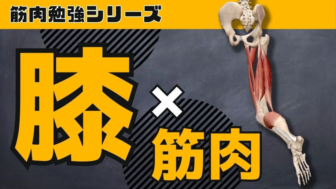 【膝×筋肉】膝関節の動き&主要な筋肉がすべてわかる動画