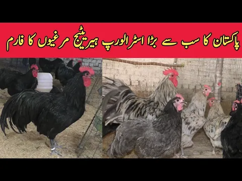 Download MP3 Biggest Australorp heritage farm in pak|blue,black and splach Australorp@Businessazeem cover by