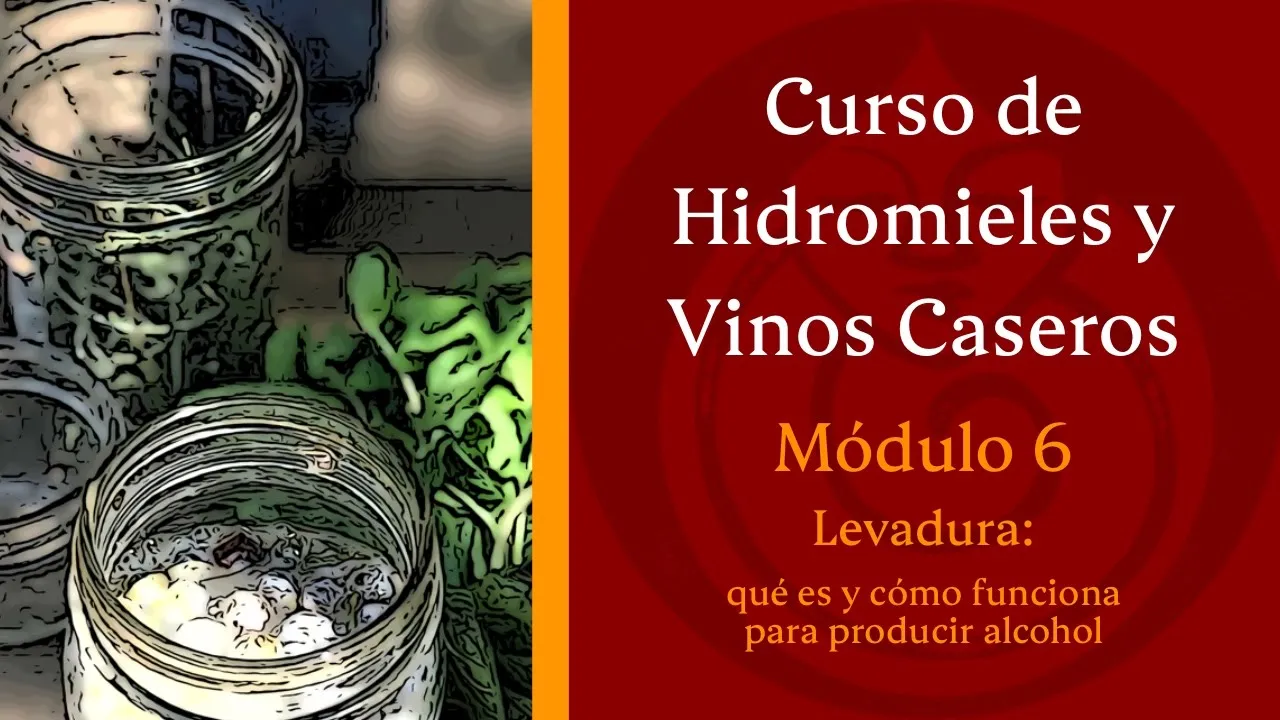 Levadura: Qué es y como funciona para producir alcohol - MÓDULO 6