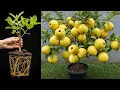 Download Lagu 🪴This Trick Makes Your Guava Tree Explode With Fruit! | How to grow guava trees