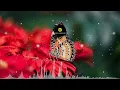 Bulleya || Ae Dil Hai Mushkil Movie || || lyrics video || WhatsApp status video || #short