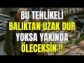 Download Lagu 6 BALIK: Yaşlı yetişkinlerin HİÇBİR ŞEKİLDE ASLA yememesi gereken balıklar