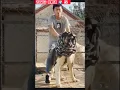 Download Lagu Kangal Dog Vs Alabai Dog Fight#shortvideo #animalworldtv