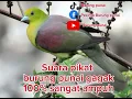 Download Lagu Suara pikat burung punai gagak/punai siulan #punai #burungpunai #suarapikatpunai