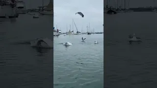 Wildlife being wild. #shorts #seal #sealife #sandiego #sailingbyefelicia