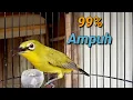 Download Lagu Plecimu Jarang Bunyi Coba Dengarkan Suara Pleci Ini