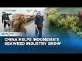 Lagu China Drives Demand In Indonesia's Seaweed Trade, Boosting Farmers' Incomes