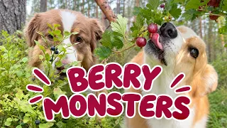 BERRY MONSTERS - Topi the Corgi