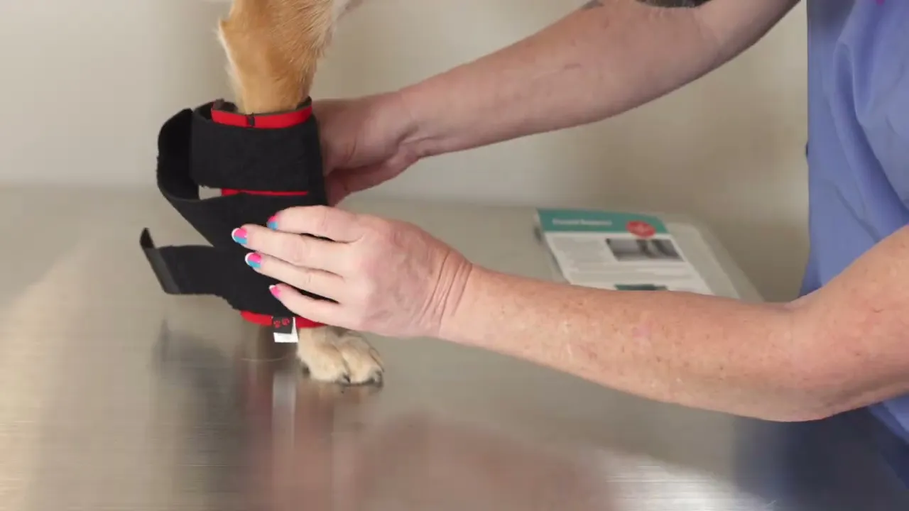 training on how to fit a DogLeggs carpals support to ensure the best outcomes