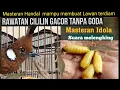 Download Lagu Rawatan Cililin agar GACOORR