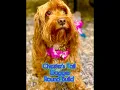Chester s Tail Wagger - Round Build