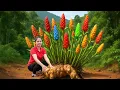 Lagu Harvesting 1001+ Wild Galangal, Banana Flower In the Forest \u0026 Go To Market Sell | Ella New Life