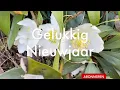 Lagu Ini's Moestuin #262 - Gelukkig Nieuwjaar en wat gaat de moestuin ons brengen dit jaar?