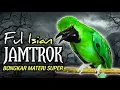 Download Lagu CUCAK IJO GACOR JAMTROK, PANCINGAN DAN MASTERAN CUCAK IJO BIKIN NYAUT BUNYI SIANG MALAM