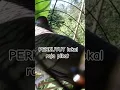 Download Lagu Perkutut lokal gacor RAJA PIKAT ini ahlinya bikin semua burung perkutut gacor nyaut #perkutut