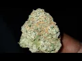 MONEY BAGG YO RUNTZ STRAIN WAKE AND BAKE STYLE
