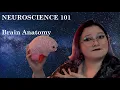 Neuroscience 101 - Brain Anatomy