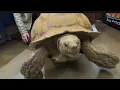 Herps reptile show Conroe Texas