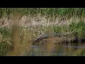 Crosby Land Company Presents Coles Island Jasper County South Carolina
