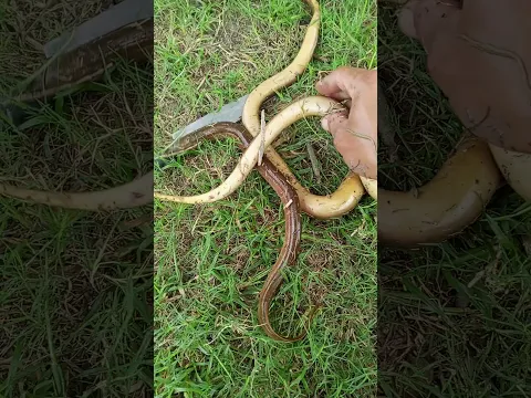 ທ້າຍລະດູການ