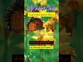 Download Lagu #surah #takasur #translation #with #urdu #hindi #English #30 #juz. #surah #takasur #hindi #urdu#main