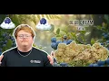 Blue Dream Strain Review 2025 Revisited The Mellow Masterpiece