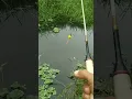 Download Lagu mancing wader sekali lempar langsung strike, pake teknik pelampung super cantik ala youtubers