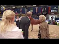 Download Lagu N 1 HA SALMA   German National Championships   Aachen 2024   Fillies 1 2 Years Old Class 1 3