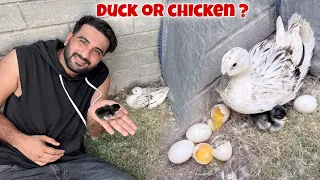 Meri Duck Murgi K bachy Ki Maa Bn Gai😍