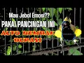 Lagu Pancingan Sogon Durasi: Bikin Emosi Naik \u0026 Tembakan Menggila! #pancingansogon #sogongacor #sogon 