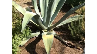 Agave sunscald Daphne Richards Central Texas Gardener