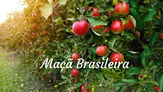 Maçã produzida em climas quentes no nordeste brasileiro