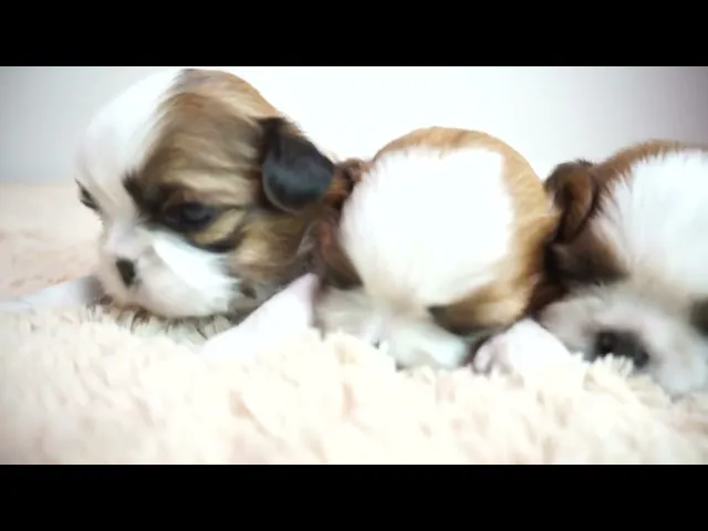 動画