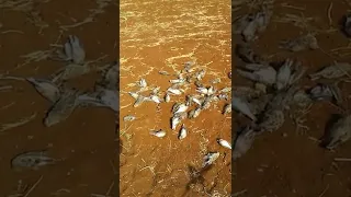 صيد الزرعي زرعي مطوق سراقب سوريا الصياد السوري  صيد الزرعي زرعي مطوق سراقب سوريا الصياد السوري