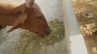 Alimentando meu gado com farelo de Maniçoba