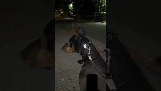 #fyp #dream #youtube #doberman #pets