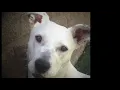 Mimi - 1-Year-Old Lab/Pit Mix Needs a Home