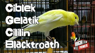 Download Kenari  Isian Ciblek Gelatik Cililin BLACKTROATH MP3