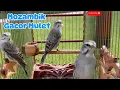 Download Lagu Beautiful Birds Singing | Masteran Mozambik Gacor | Greensinger Finch | Relaxing sound for stress |