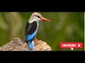 Download Lagu Tembakan Burung Cangkakak Afrika (Grey-headed kingfisher) #viralvideo
