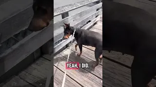 #Fyp #dream #YouTube #doberman #pets