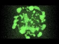 PyCUMD Python CUDA Molecular dynamics Argon system