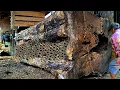 Download Lagu Ontdekking Verrassend, in The Hollow Log Monster het duurst bij Sawmill